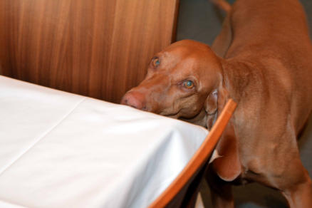 Bettwanzenspürhund, Bettwanzenspürhunde, Hund bei der Suche nach Bettwanzen, Bettwanzenortung durch Bettwanzenspürhund, Bettwanzenbefall